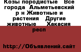 Козы породистые - Все города, Альметьевский р-н Животные и растения » Другие животные   . Хакасия респ.